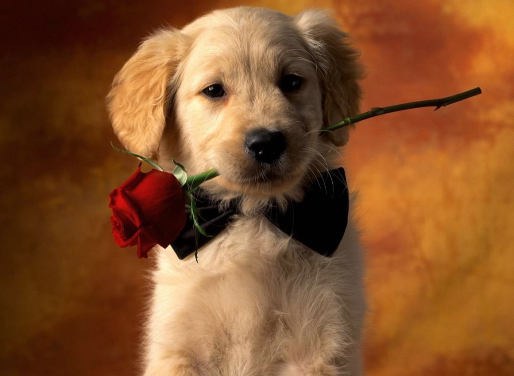 Valentines Rose